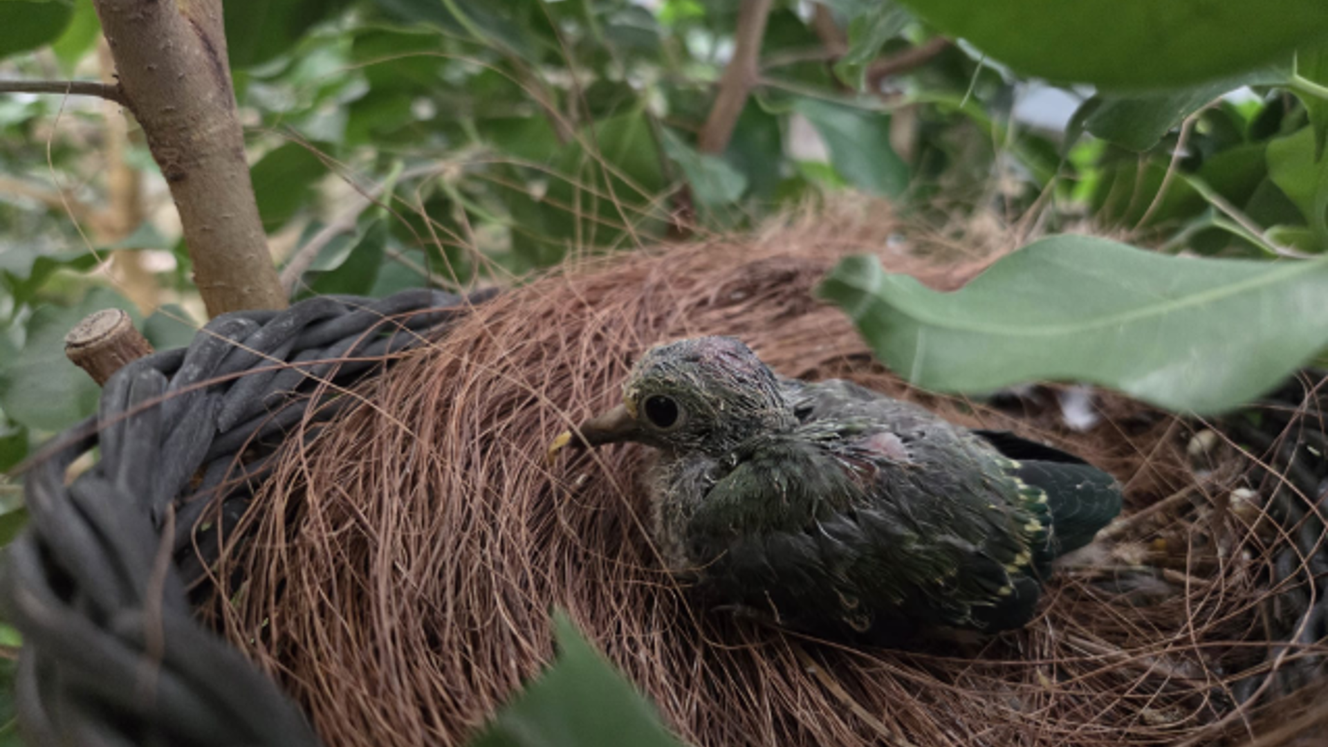 Bijzonder kuiken: Oranjevoorhoofdvruchtenduif