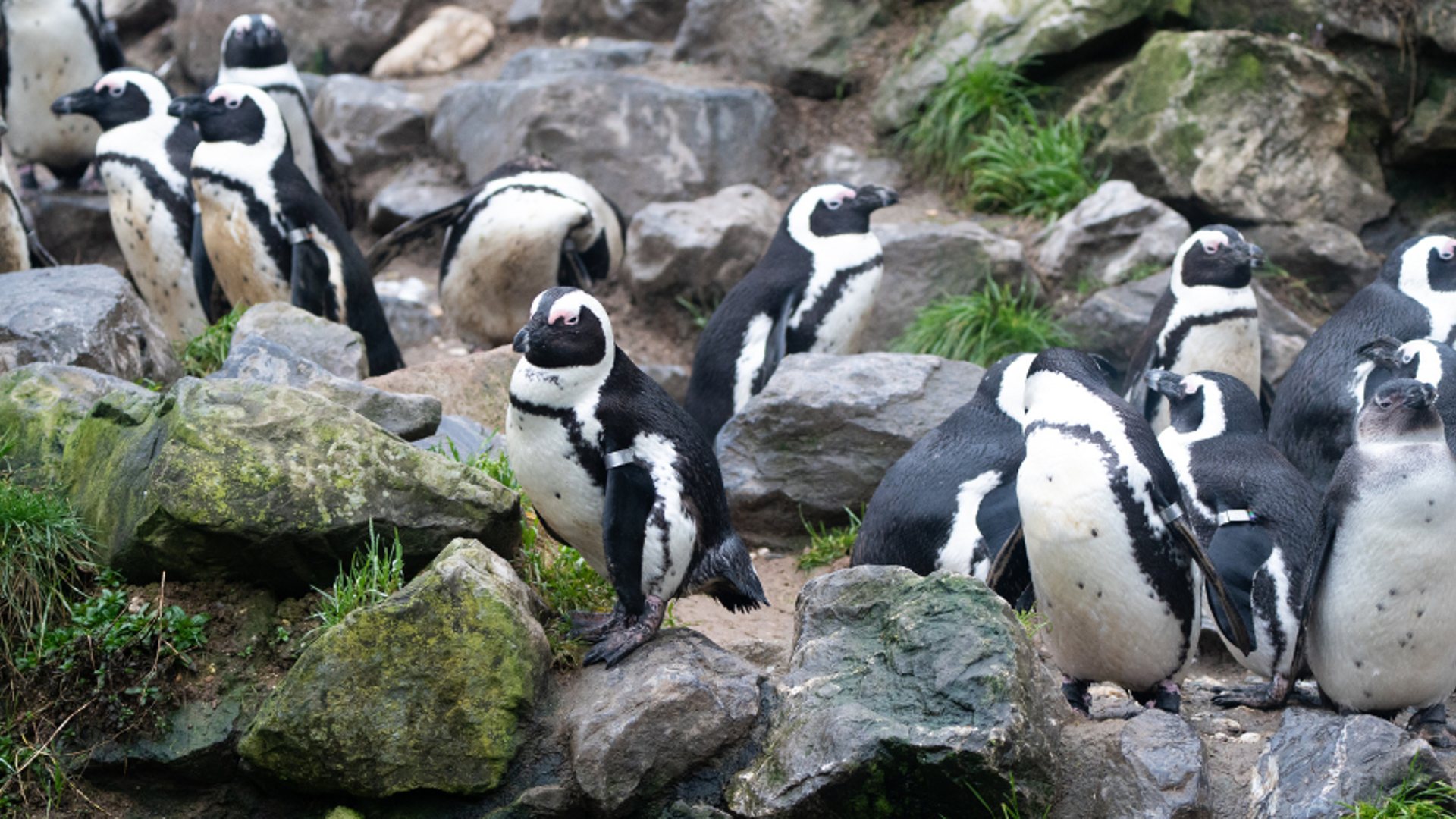 Vacature Projectleider (38u/w)